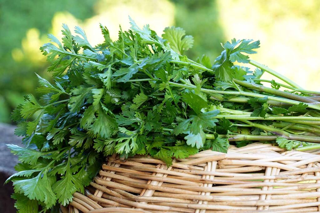 Cilantro