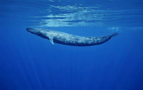 Earth’s Largest Creature