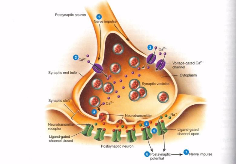 How Does Prozac Work?