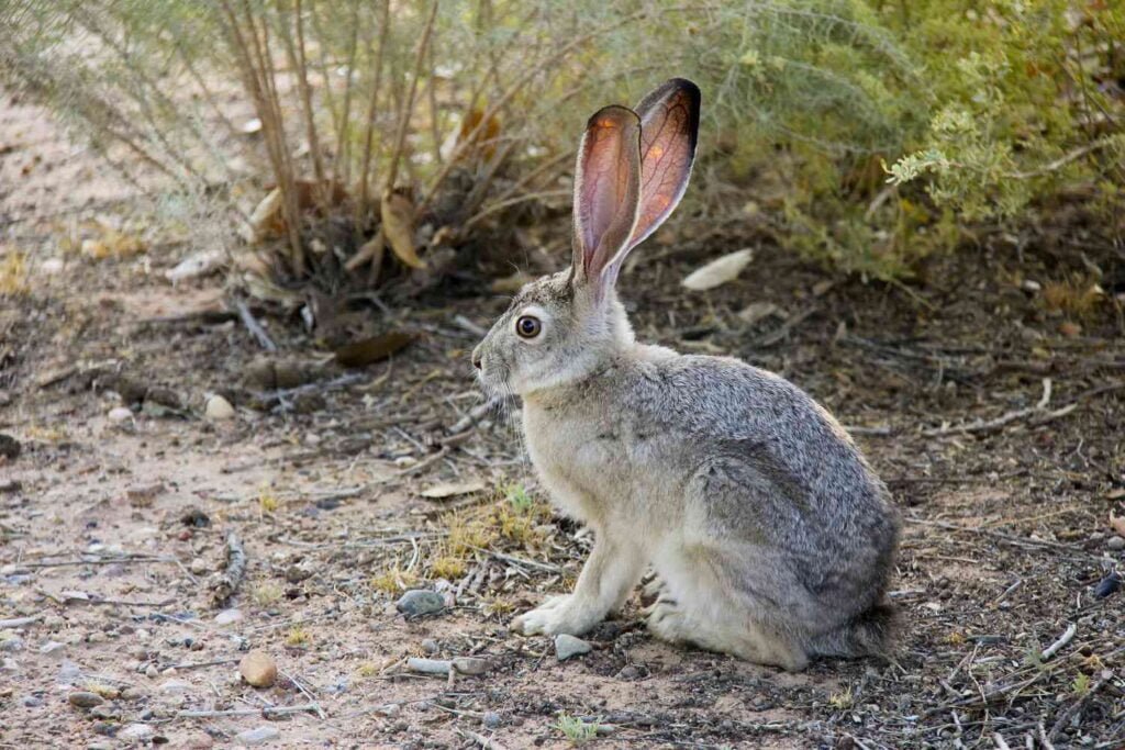 Jackrabbit