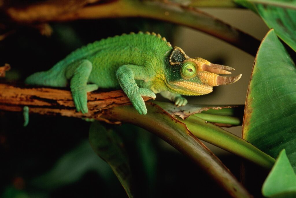Jackson’s Chameleon