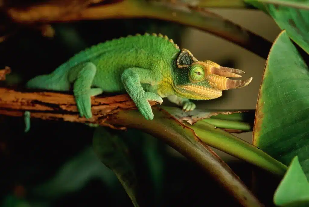 Jackson’s Chameleon