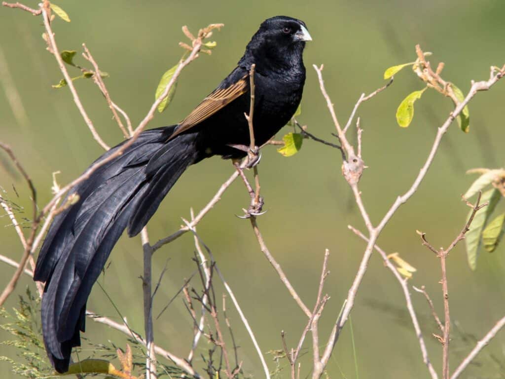 Jackson’s Widowbird