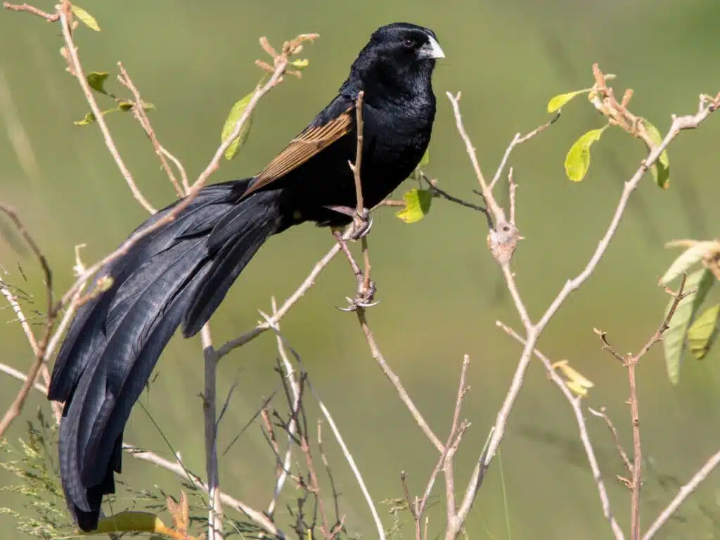 Jackson’s Widowbird
