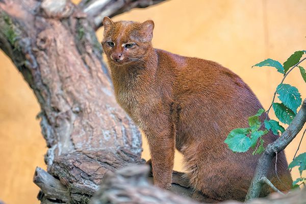 Jaguarundi Cat