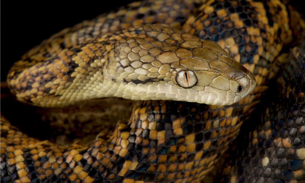 Jamaican Boa