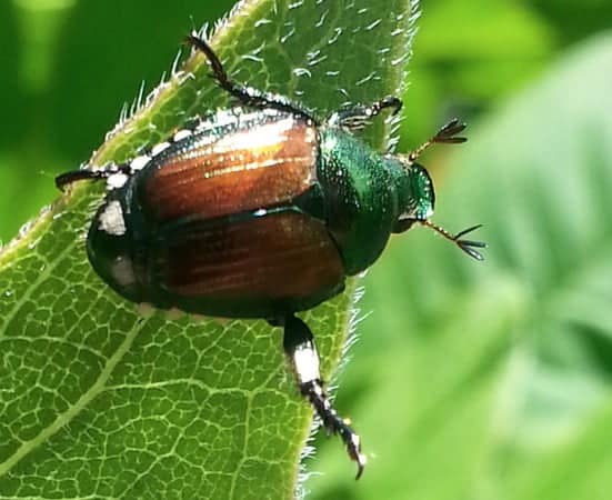 Japanese Beetle