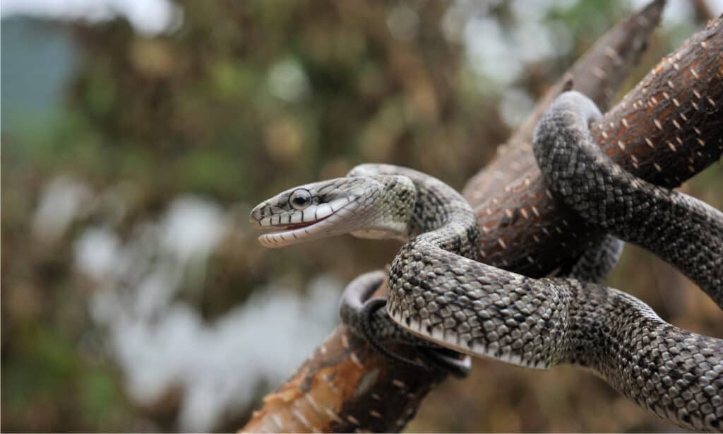 Japanese Rat Snake