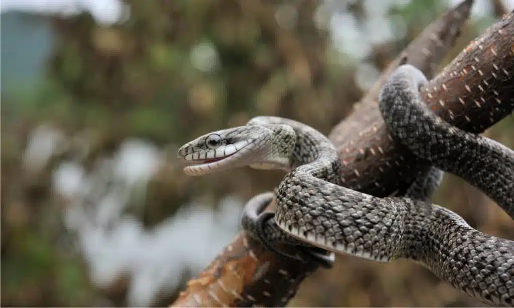 Japanese Rat Snake