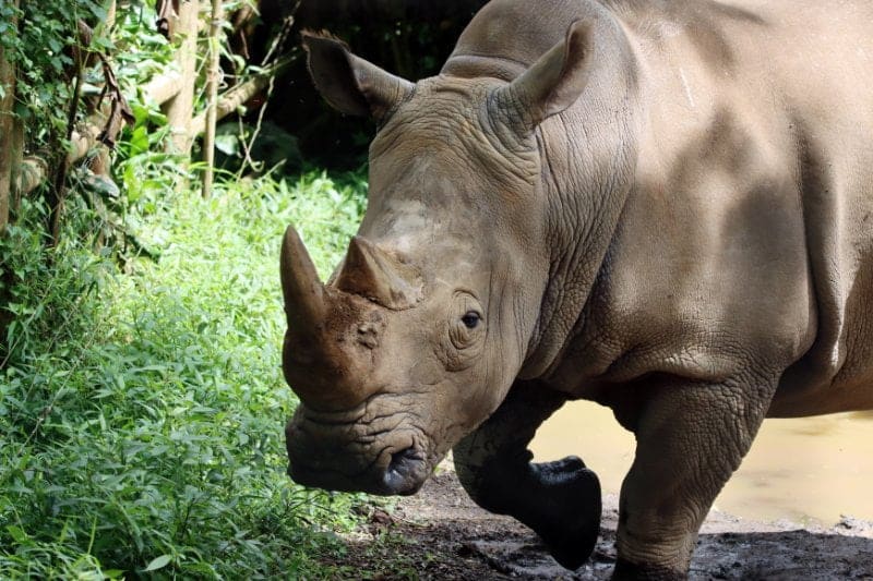 Javan Rhinoceros