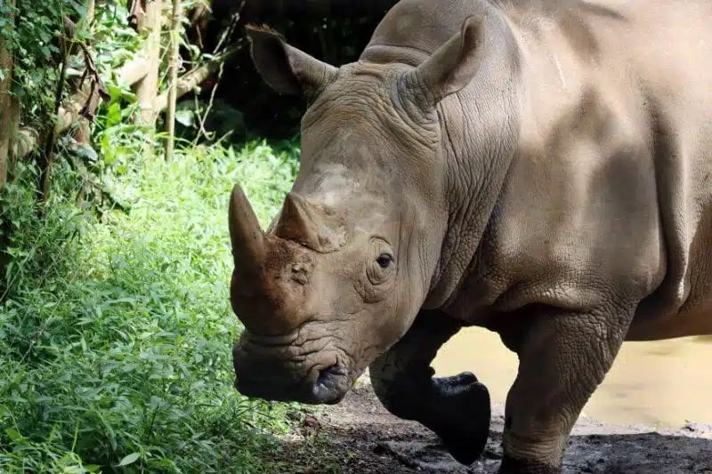 Javan Rhinoceros