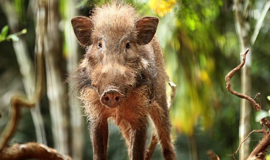 Javan Warty Pig