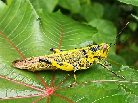 Javanese Bird Grasshopper