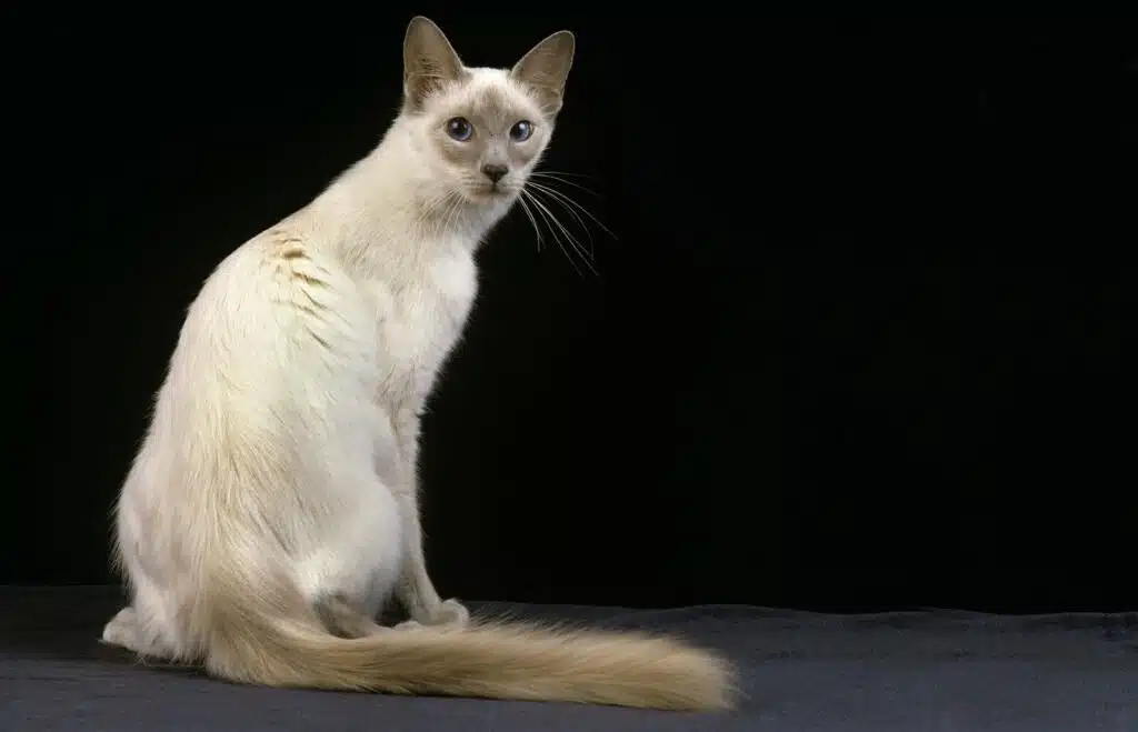 Javanese Cat