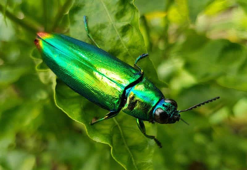 Jewel_beetle