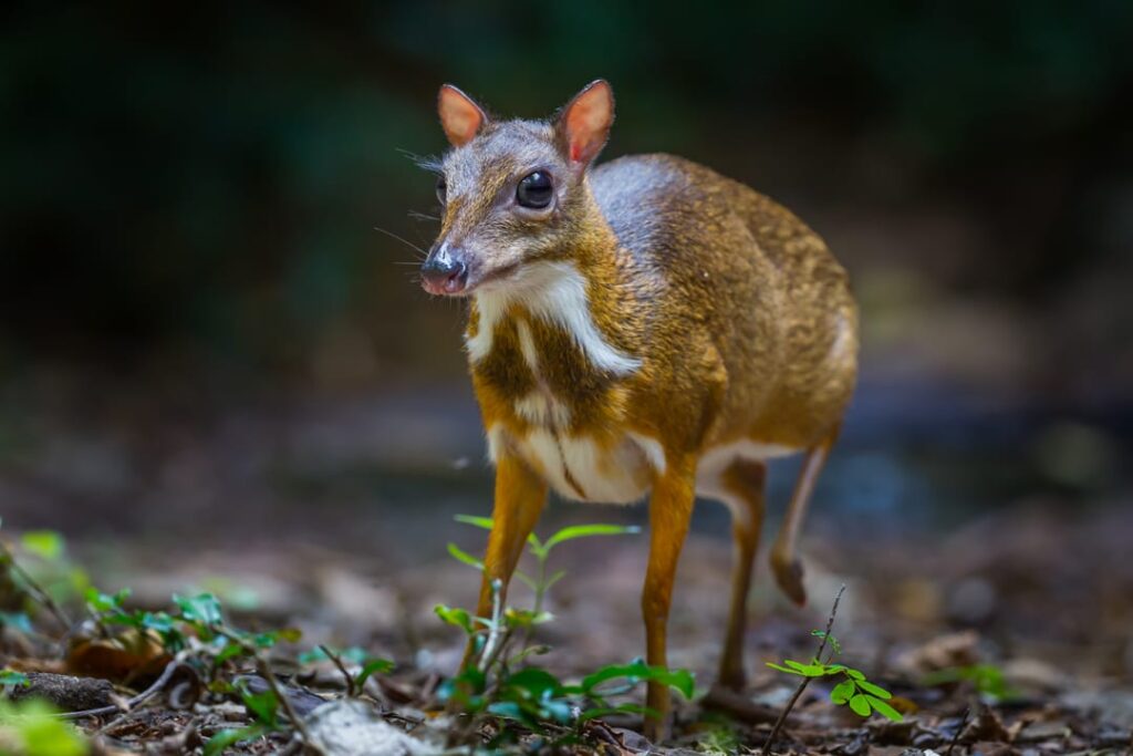 Jico Deer Mouse