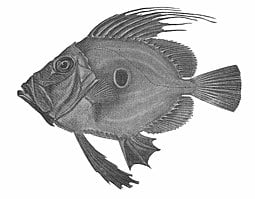 John Dory