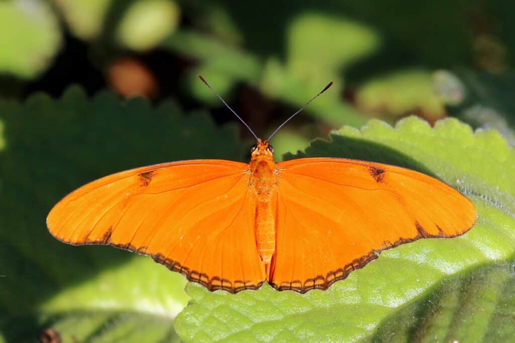 Julia Butterfly