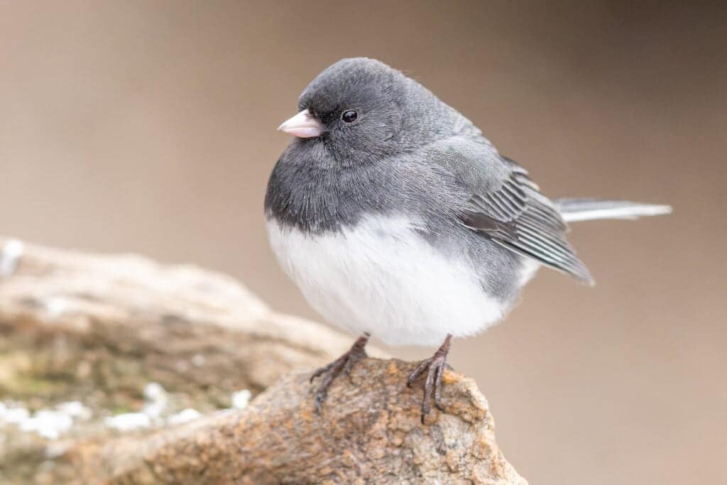 Junco