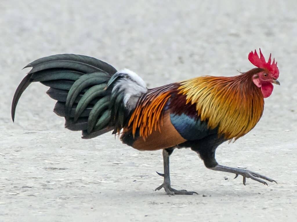 Junglefowl
