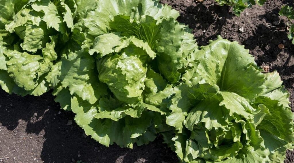 Lettuce