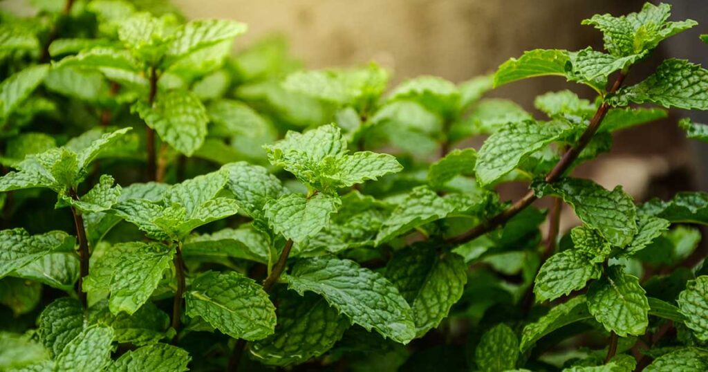 Mint
