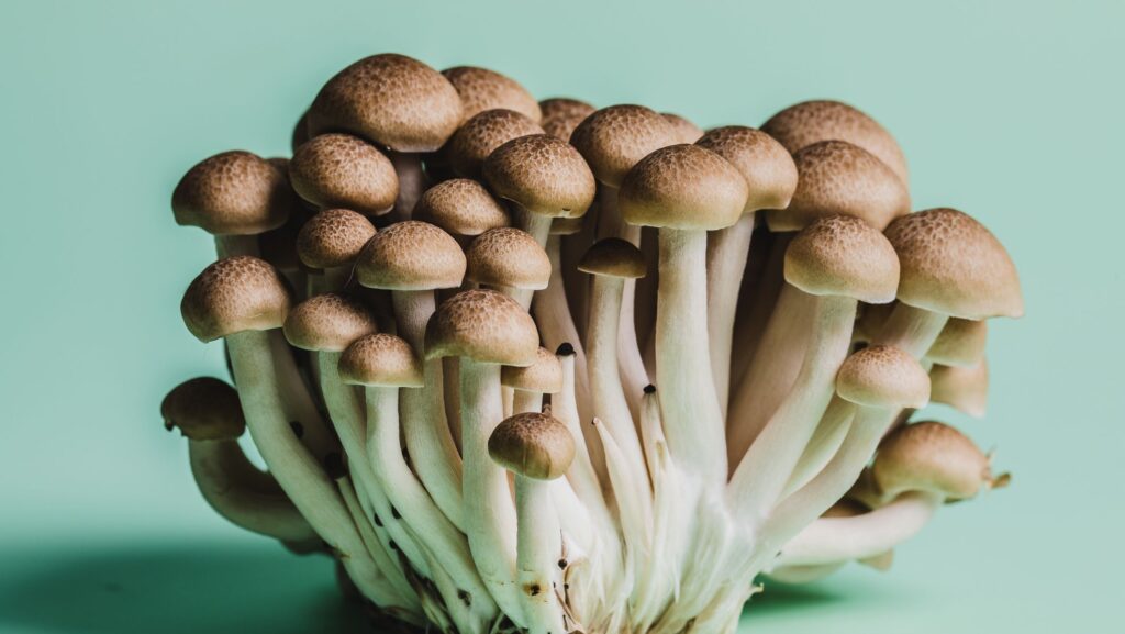 Mushrooms