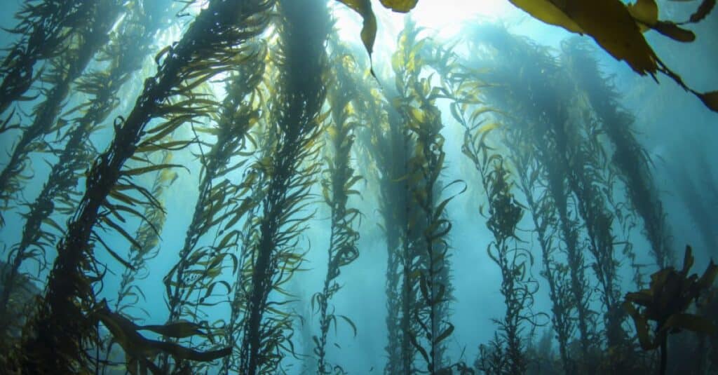 Ocean - The Greatest Source of Oxygen