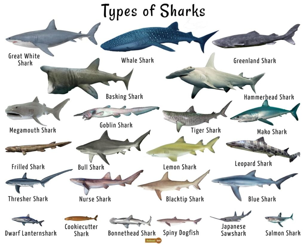 Shark Variety
