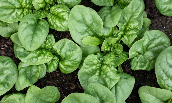 Spinach