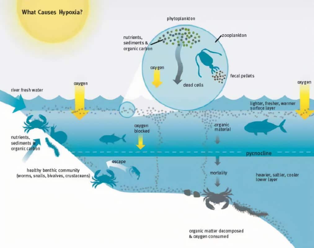 The Phenomenon Called Oceanic Hypoxia