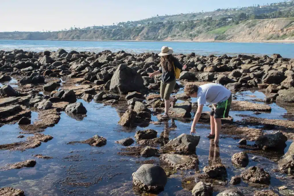 Tide Pool Exploration .jpg