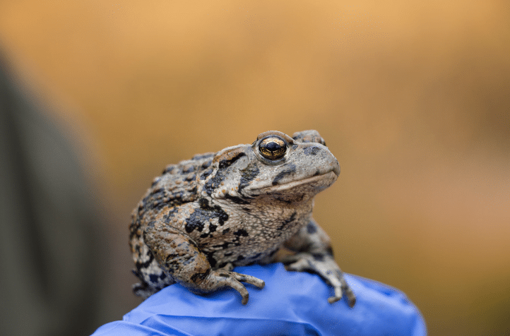 Wyoming Toad