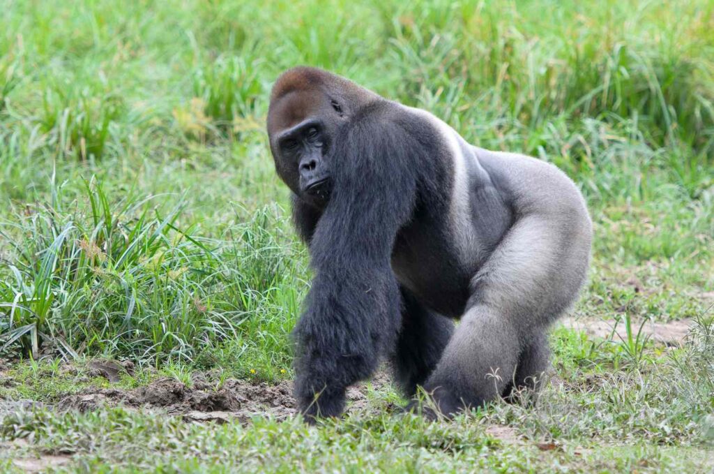 gorillass