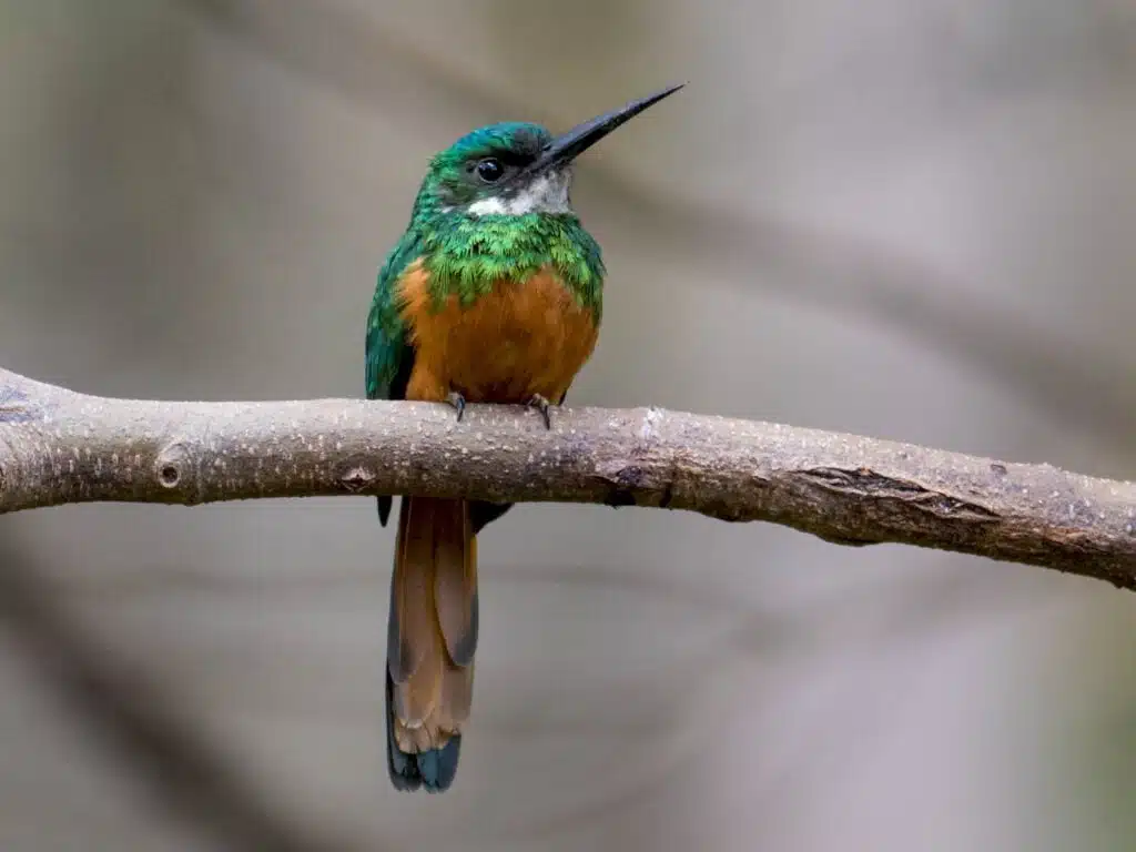 jacamar