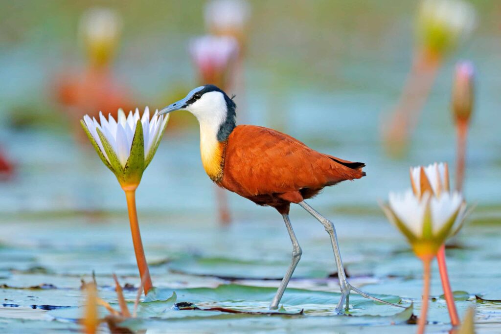 jacana