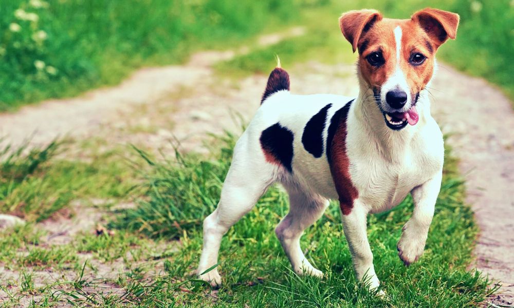 jack russell terrier