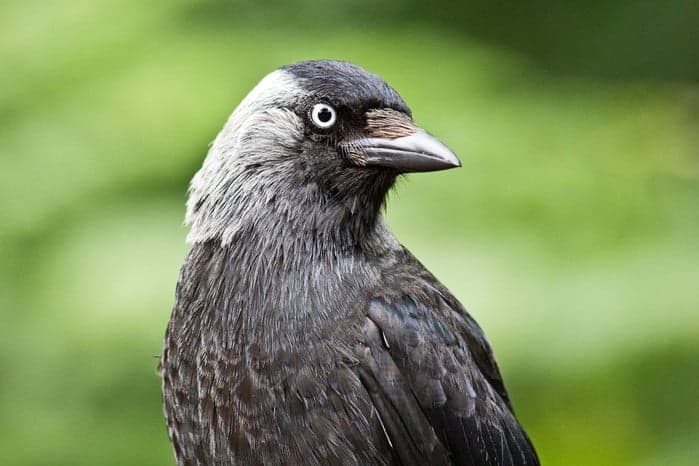 Jackdaw portrait
