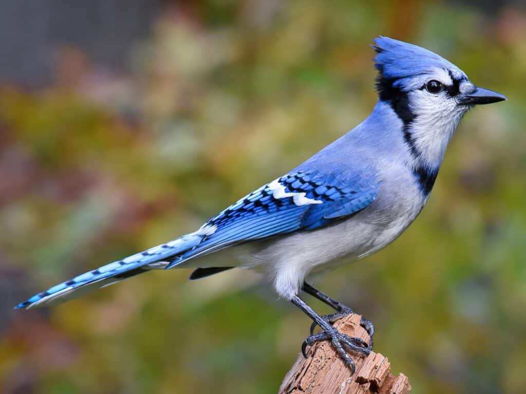 jay
