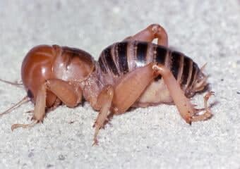 jerusalem cricket