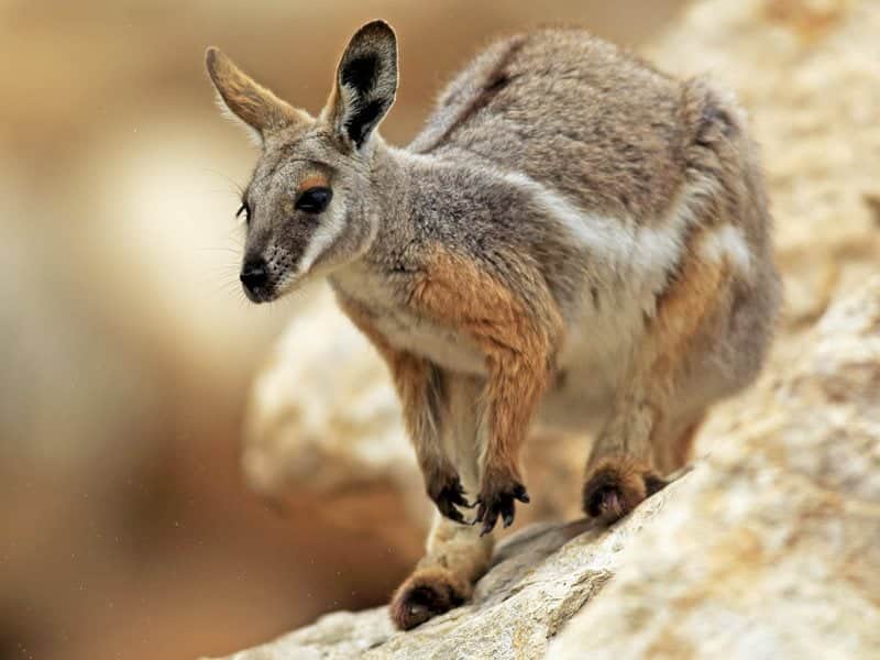 wallabyy