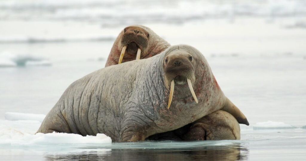 walrus