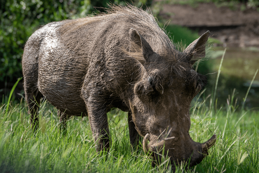 warthog