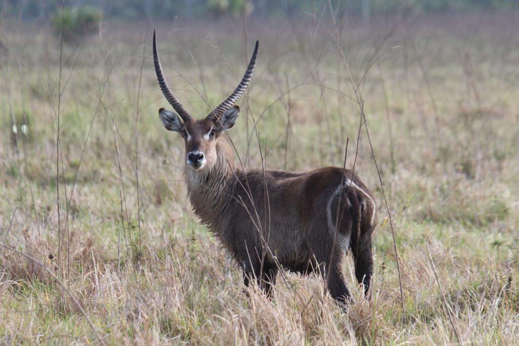 waterbuck