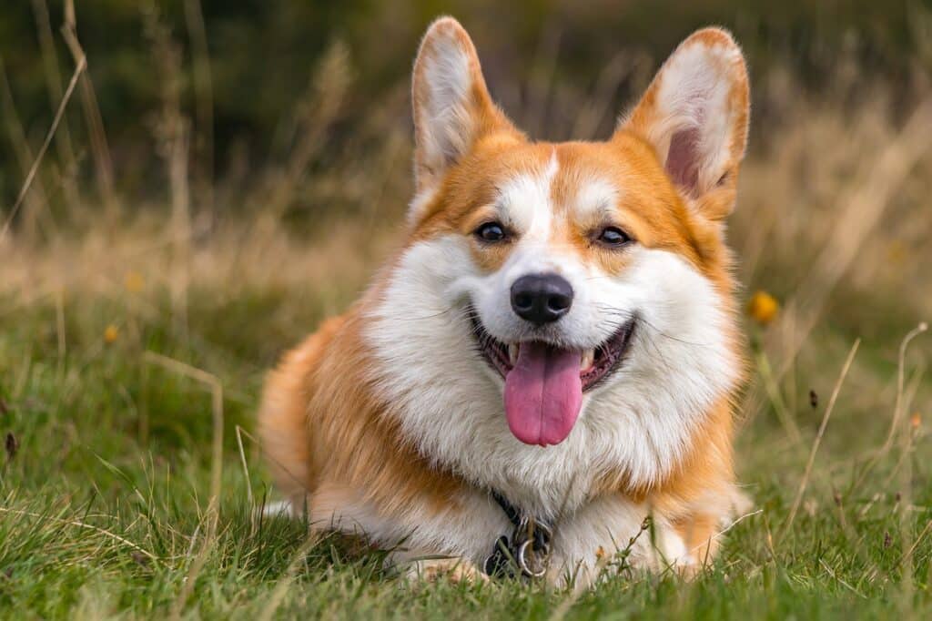 welsh corgi