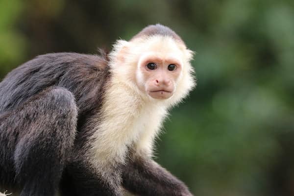 white faced capuchin