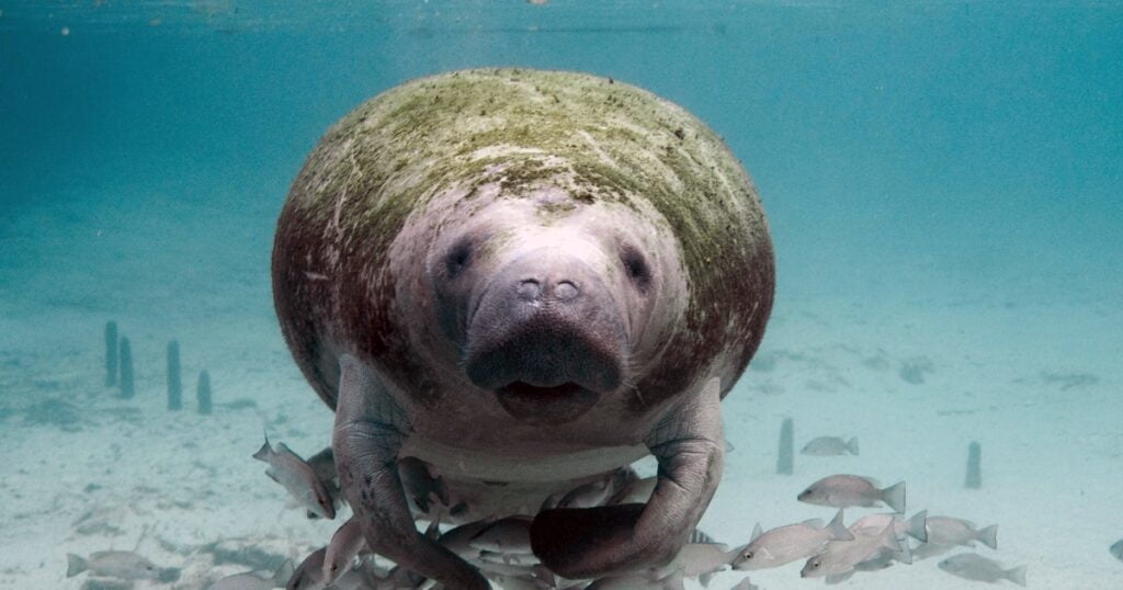 West Indian Manatee