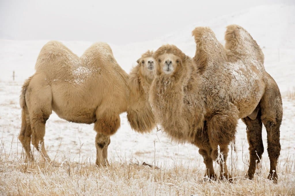 wild bact camel