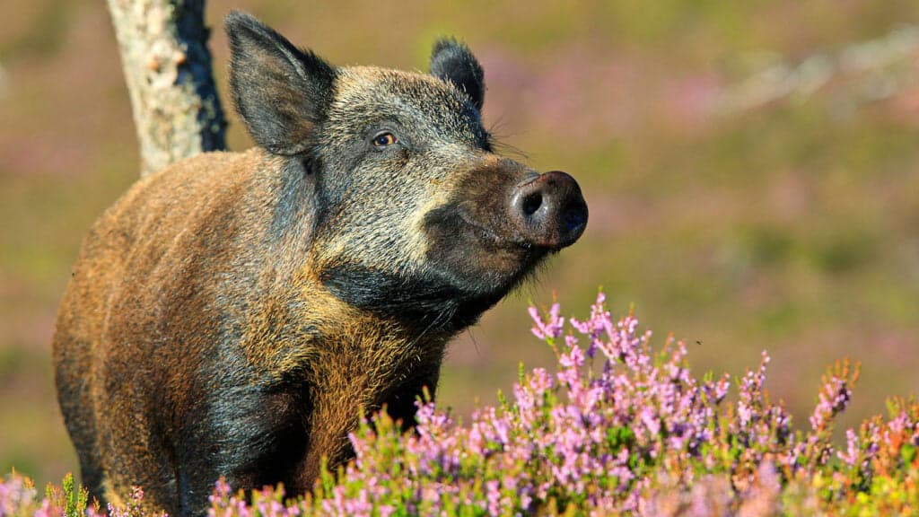 wild boars