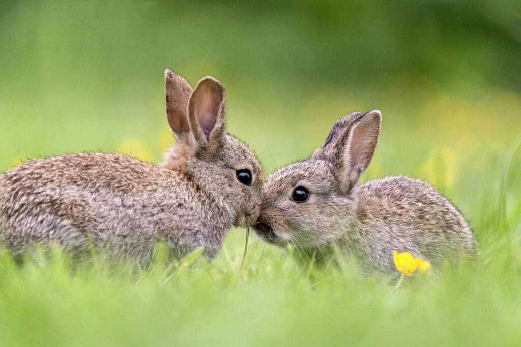 Wild Rabbits